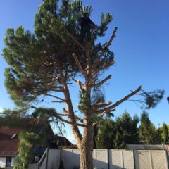 Bäume Fällen Mannheim, Ludwigshafen & Umgebung